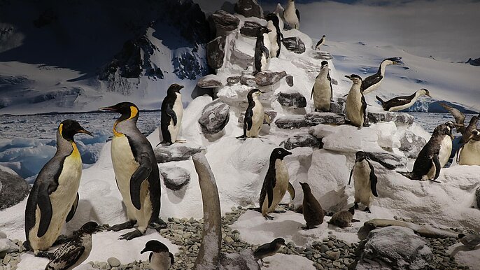 Ekspozycja Muzeum Przyrodniczego  