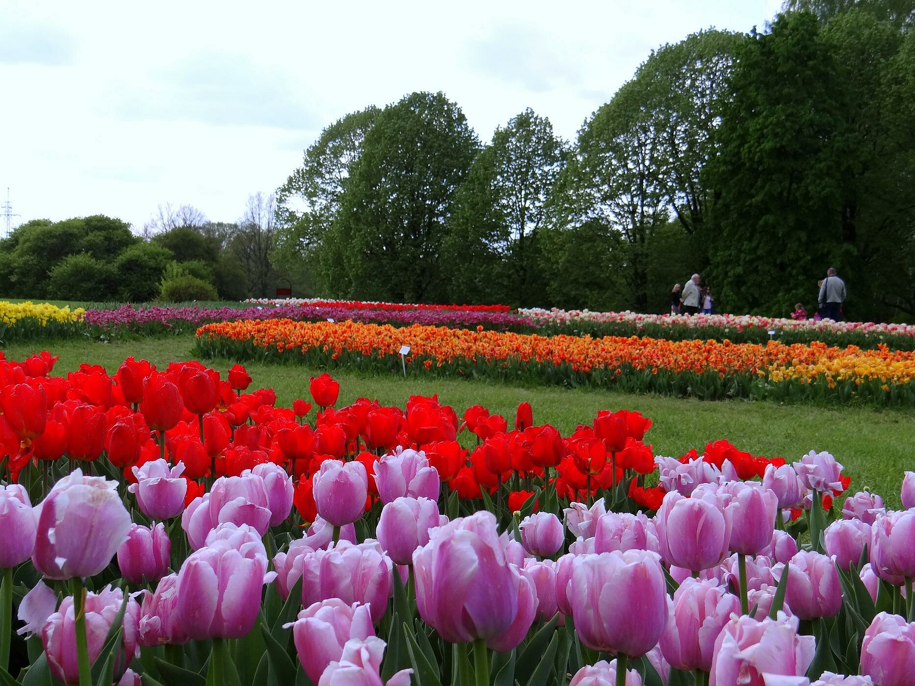 Tulipany w Ogrodzie Botanicznym , fot. P.Miłek / ŁOT