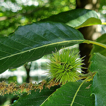 palmiarnia kasztanowiec